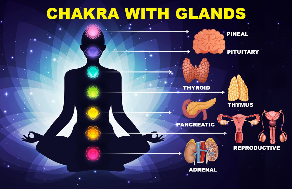 Chakara with Glands