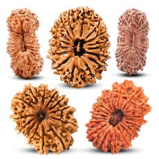 Rudraksha