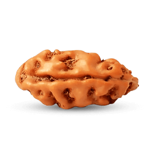 1 Mukhi Rudraksha