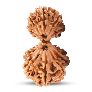 Garbh Gauri Rudraksha